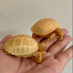 albino sulcata tortoise