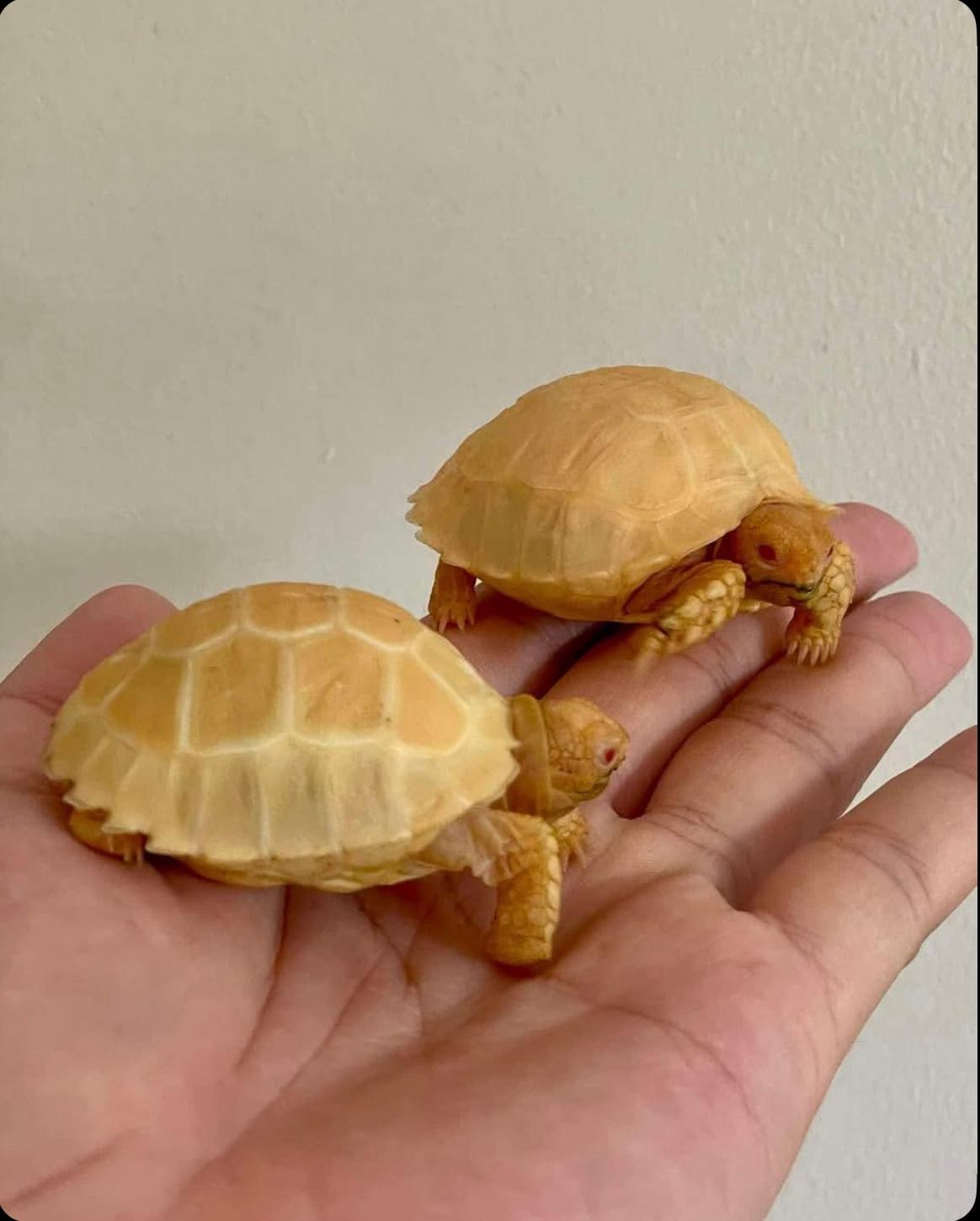 Albino Sulcata Tortoise – Geochelone sulcata albino sulcata tortoise