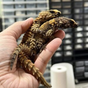 armadillo girdled lizard for sale