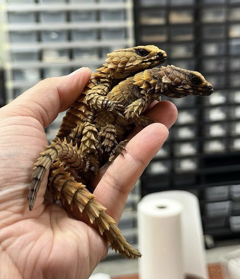 Armadillo Girdled Lizard – Ouroborus Cataphractus armadillo girdled lizard for sale