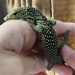 Biak Tree Monitor for sale