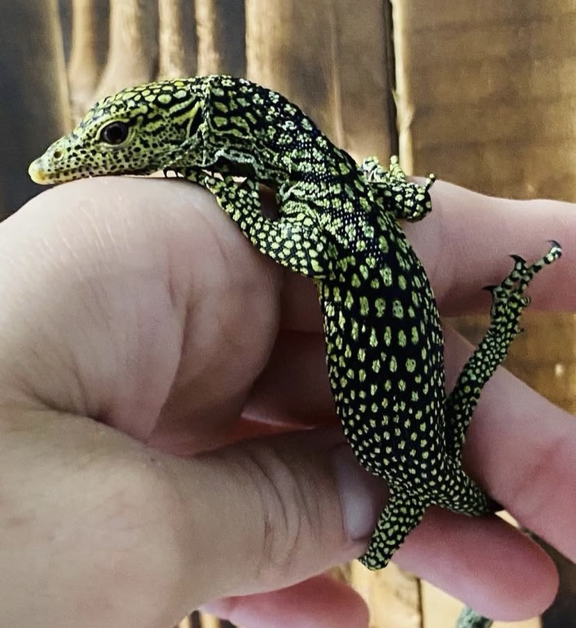 Biak Tree Monitor – Varanus Kordensis Biak Tree Monitor for sale