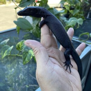 Black Dragon Water Monitor for Sale