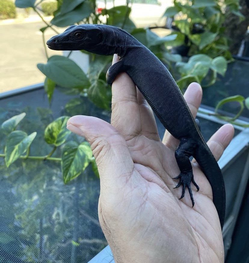 Black Dragon Water Monitor – Varanus Salvator Black Dragon Water Monitor for Sale
