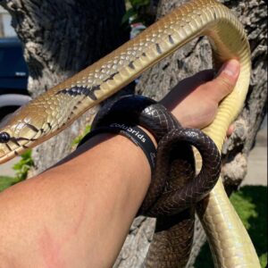 Black Tail Cribo