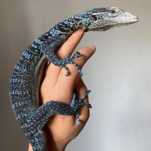Blue Tree Monitor lizard for sale