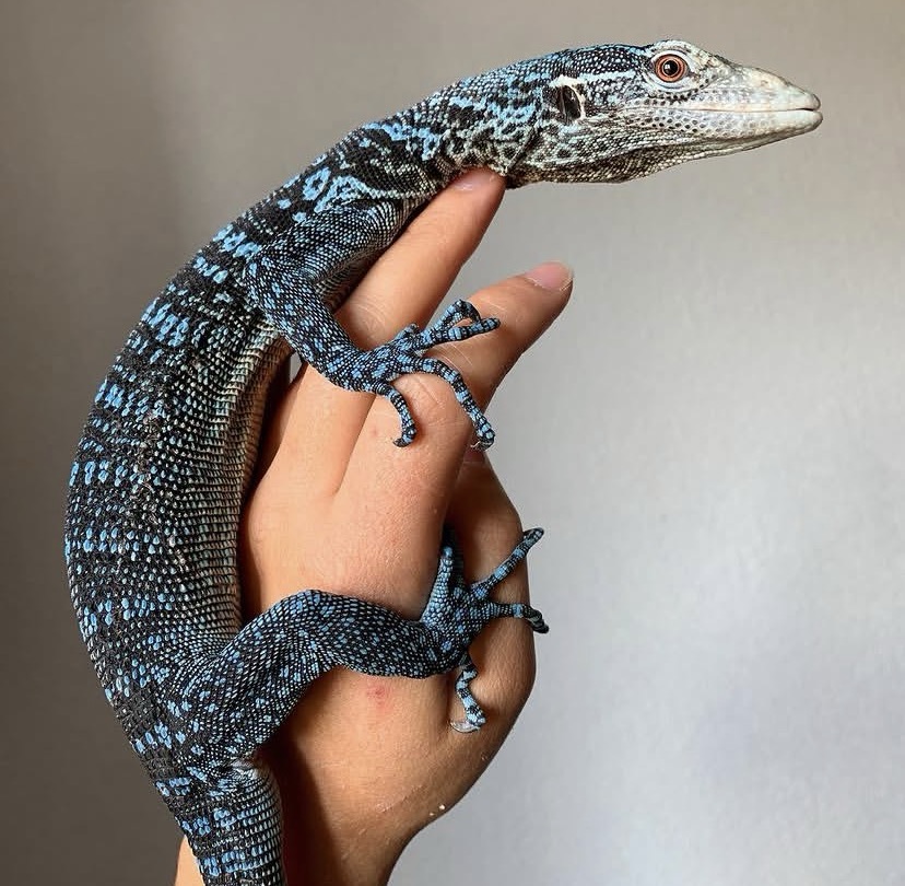 Blue Tree Monitor – Varanus Macraei Blue Tree Monitor lizard for sale