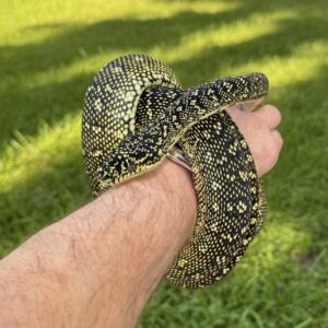 Diamond Carpet Python