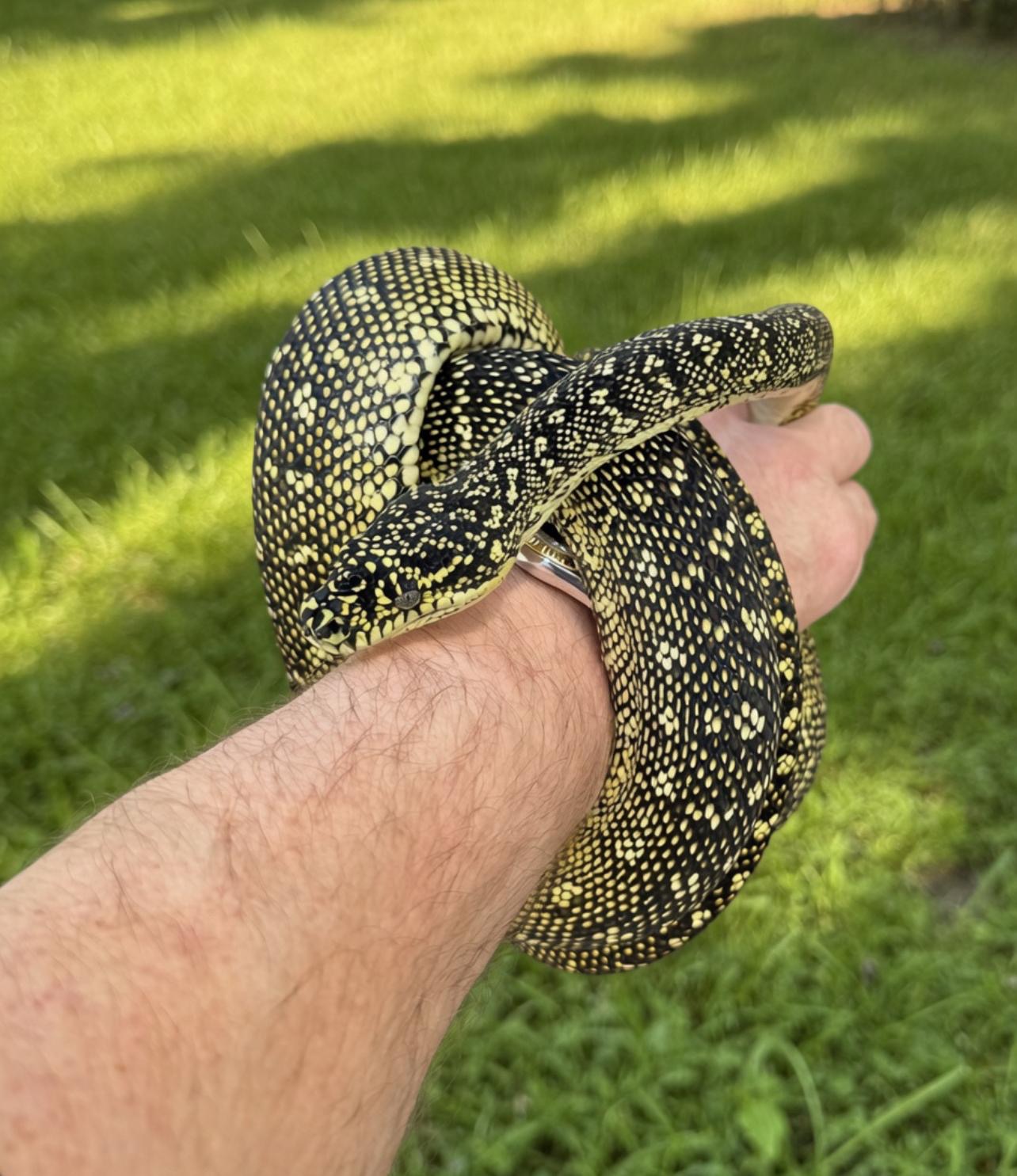 Diamond Carpet Python – Morelia Spilota Spilota Diamond Carpet Python
