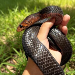 eastern indigo snake for sale