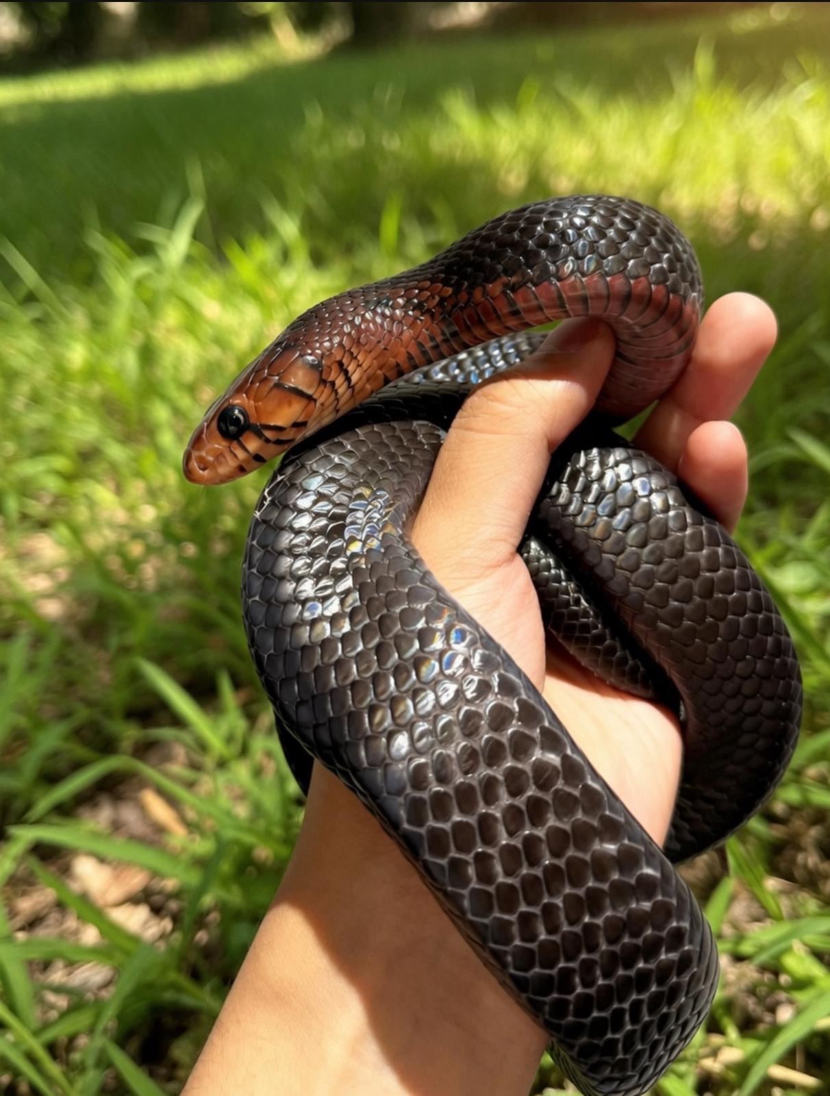 Eastern Indigo Snake For Sale – Drymarchon Couperi eastern indigo snake for sale