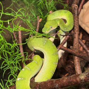 emerald tree boa