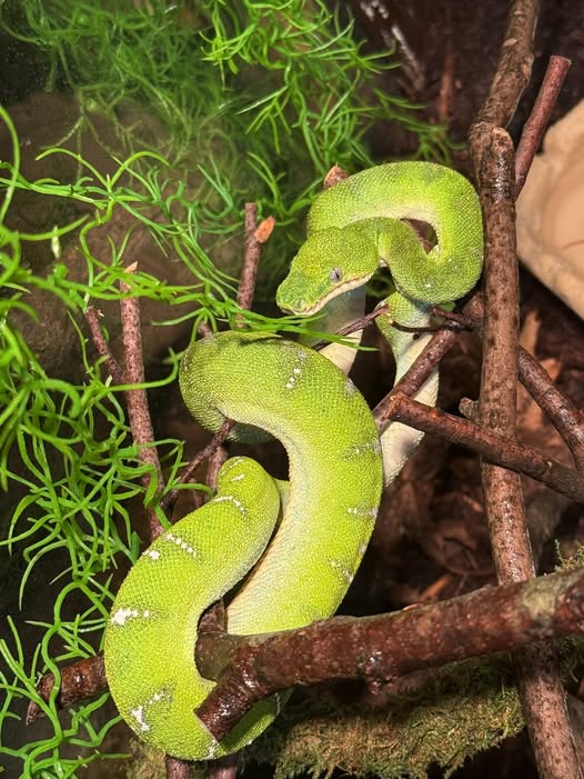 Emerald Tree Boa – Corallus Caninus emerald tree boa