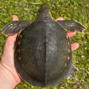pig nosed turtle
