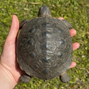 aldabra giant tortoise