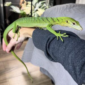 Green Tree Monitor for sale