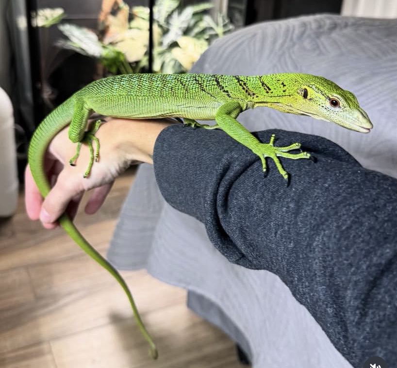 Green Tree Monitor – Varanus Prasinus Green Tree Monitor for sale