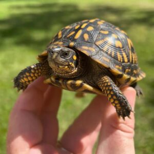 gulf coast box turtle for sale