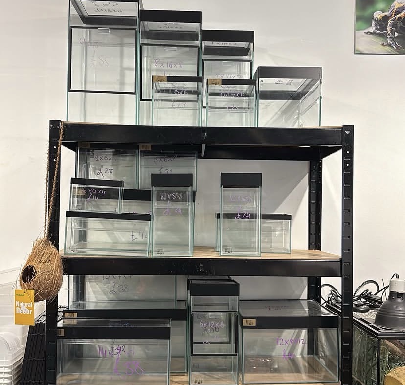 reptiles for sale online