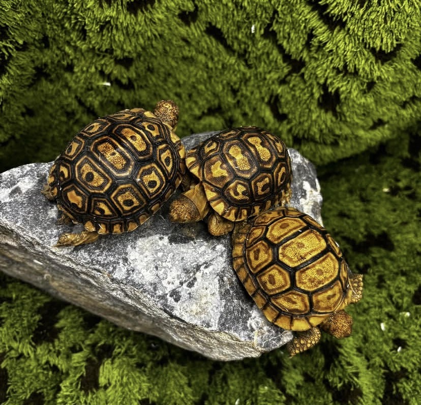 reptiles for sale online