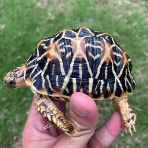 indian star tortoise for sale
