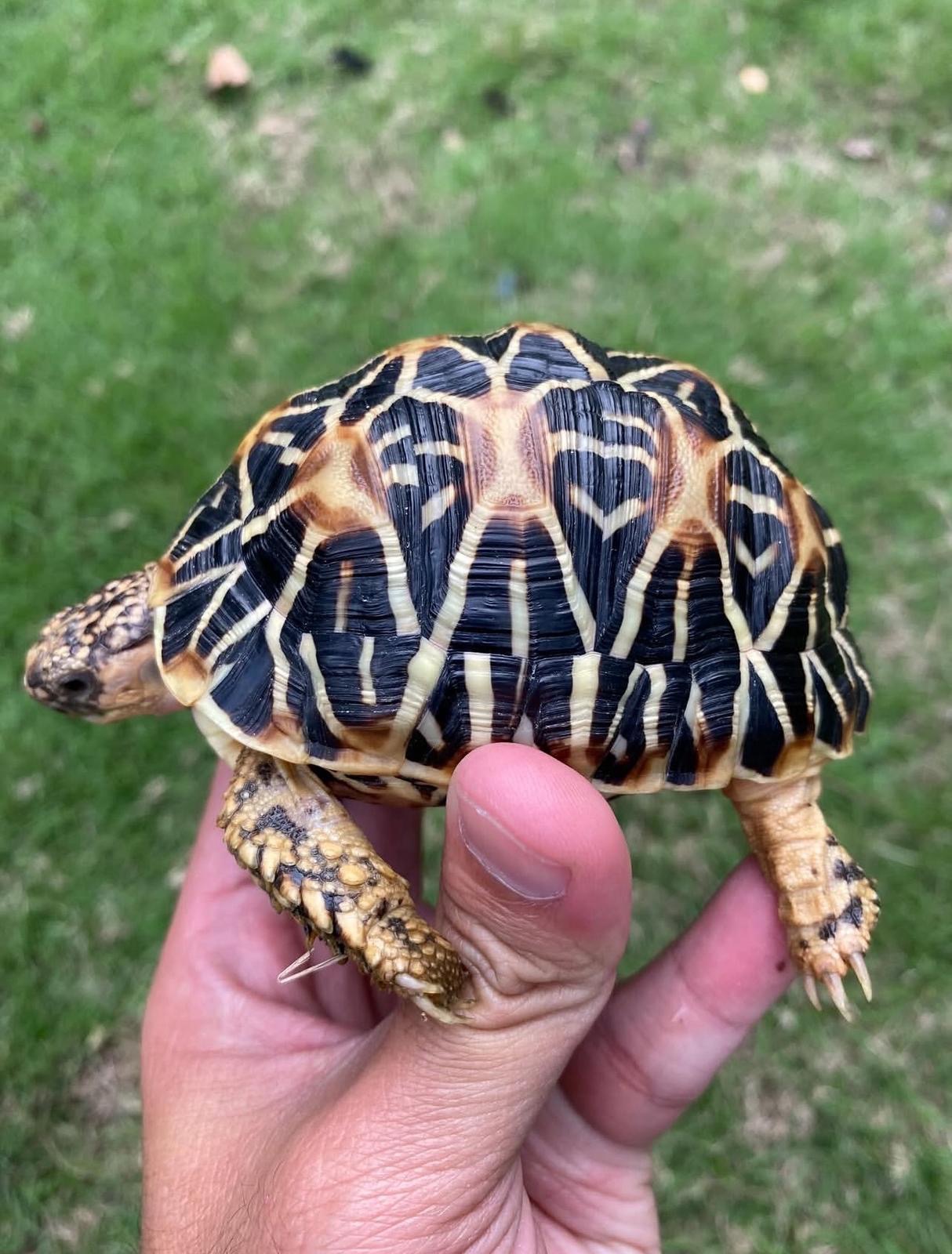 Indian Star Tortoise – Geochelone Elegans indian star tortoise for sale