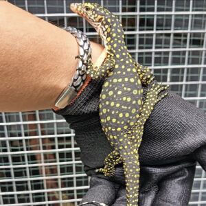 Varanus colei