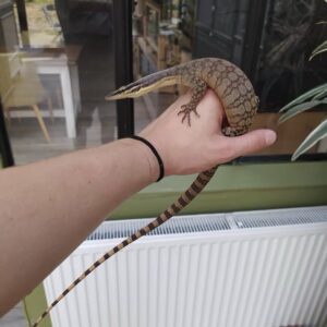 kimberley rock monitor for sale