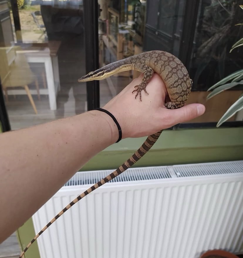 Kimberley Rock Monitor – Varanus Glauerti kimberley rock monitor for sale