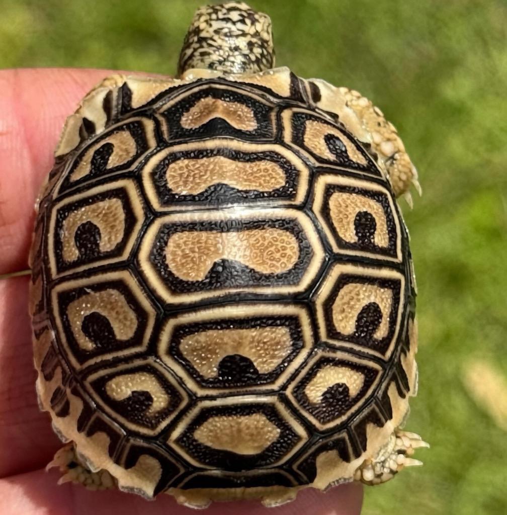 Leopard Tortoise – Pardalis Babcocki Leopard Tortoise