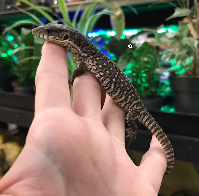lizards and reptiles for sale