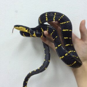 Mangrove Snake