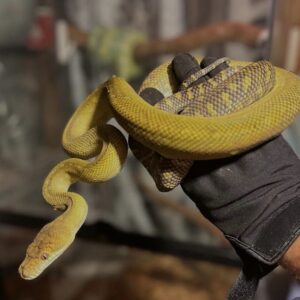 Moluccan Python