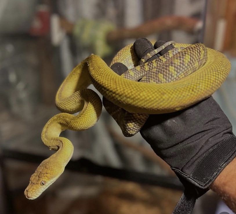 Moluccan Python – Simalia Clastolepis Moluccan Python