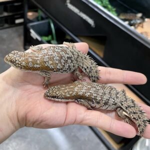 Pygmy Spinytailed Skink