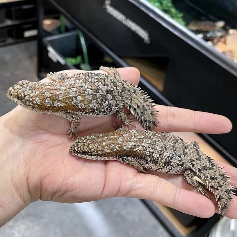Pygmy Spinytailed Skink – Egernia Depressa Pygmy Spinytailed Skink