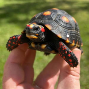 Buy Red Footed Tortoise