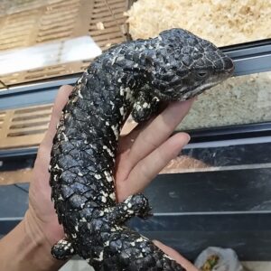 shingleback lizard – tiliqua rugosa