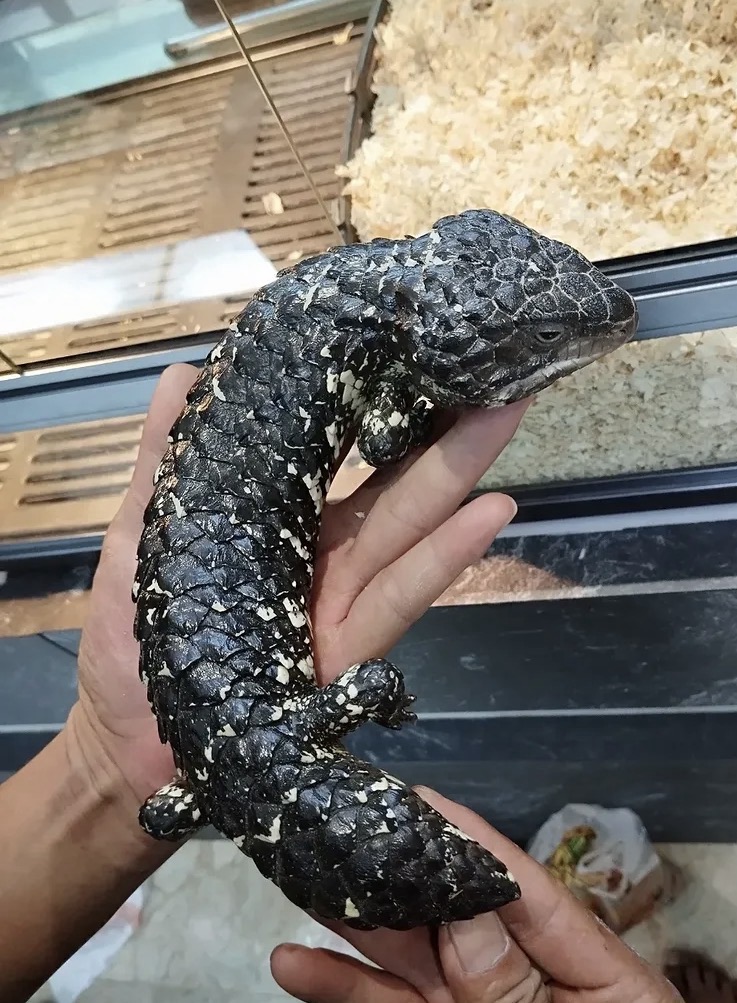 Shingleback Lizard – Tiliqua Rugosa shingleback lizard – tiliqua rugosa