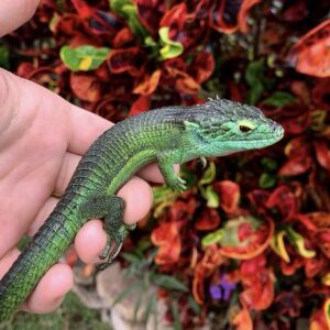 Abronia Smithi