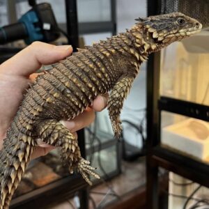 sungazer lizard for sale