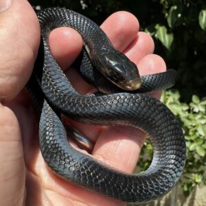 Texas Indigo snake