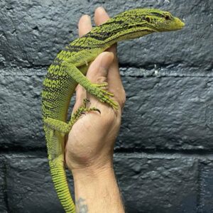 yellow tree monitor