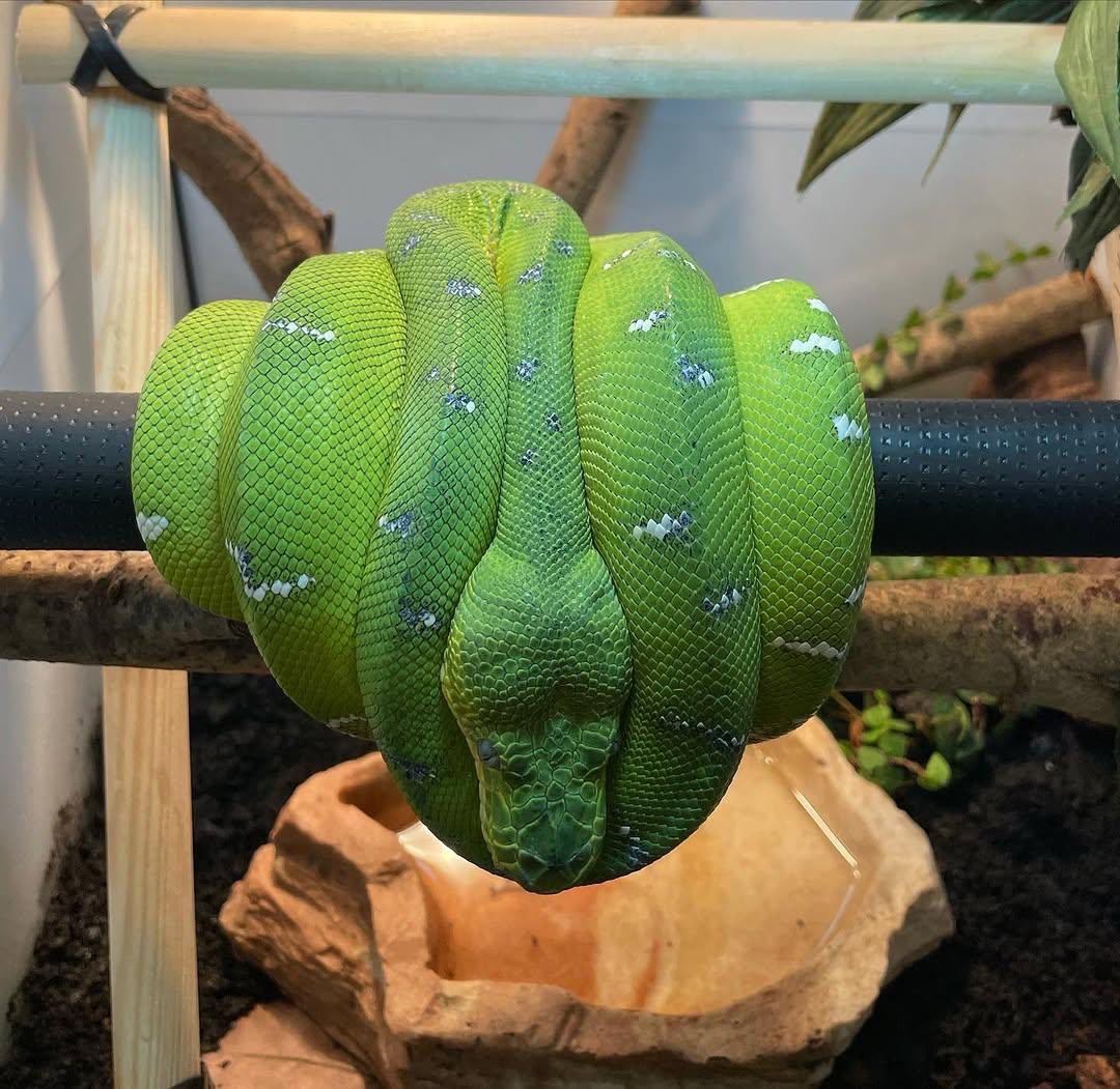 Emerald Tree Boa – Corallus Caninus father's day coffee mug
