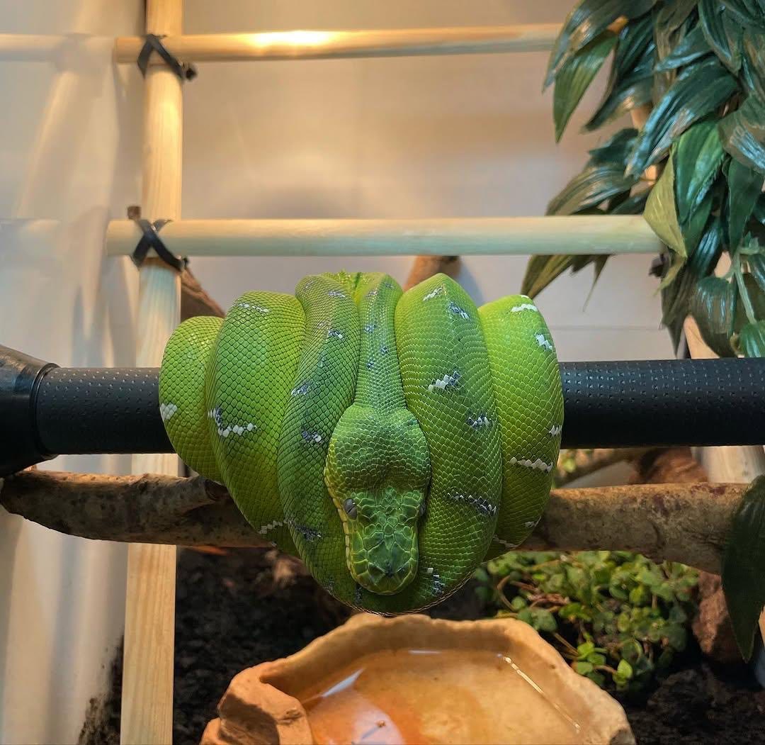 Emerald Tree Boa – Corallus Caninus father's day coffee mug