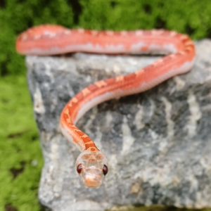 Unique Corn Snake