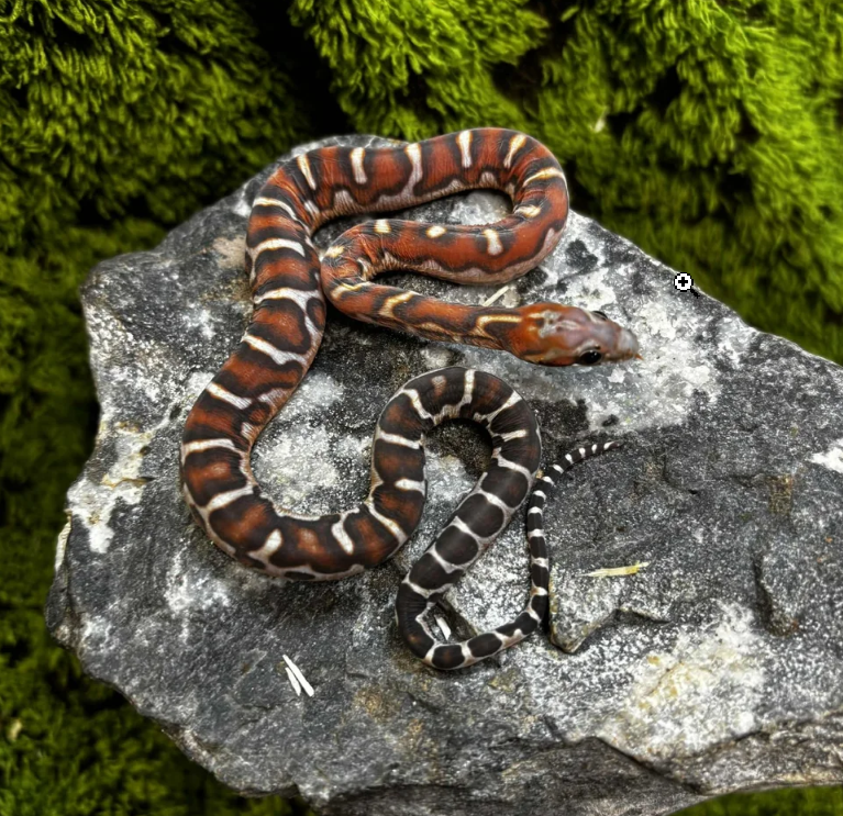 snakes and reptiles for sale