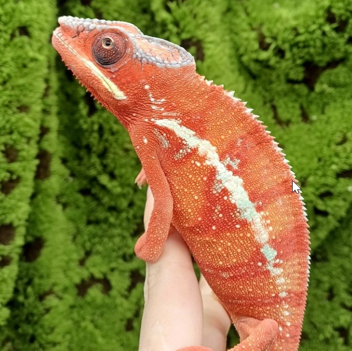 Juvenile Panther Chameleon For Sale – Ambilobe Panther Chameleon Ambilobe Panther Chameleon