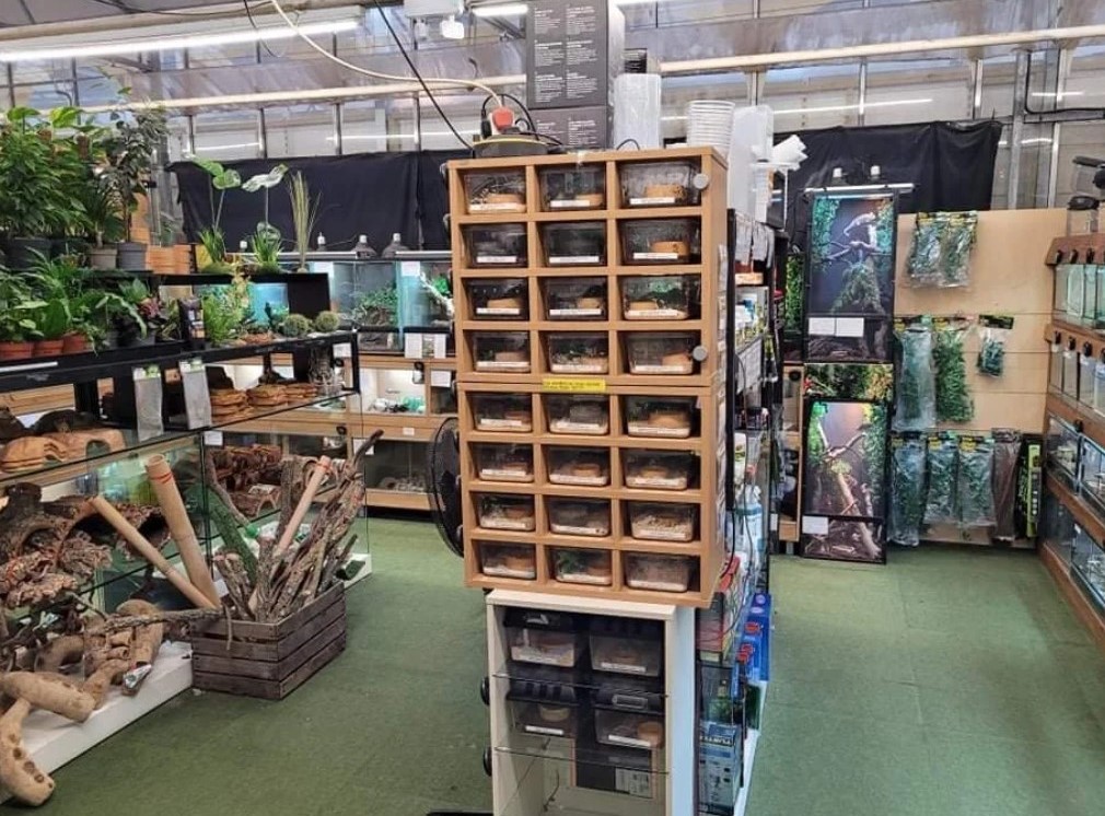 Reptiles for sale
