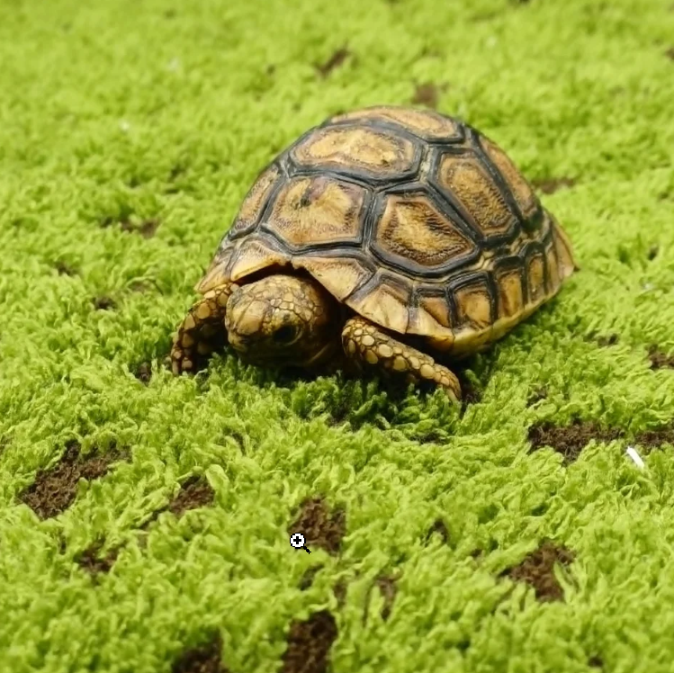 tortoises for sale